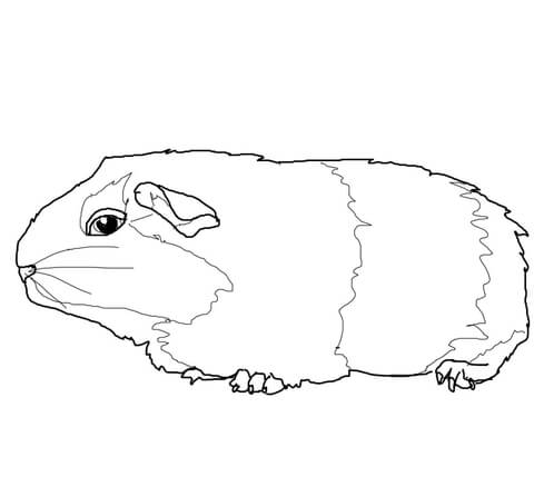 Cute Gerbil Coloring Page